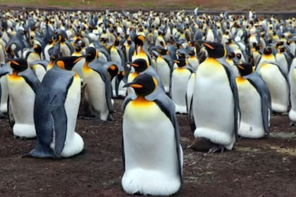 Las emanaciones de este gas hicieron que los científicos que estudiaban las colonias de pingüinos rey debieran tomar distancia para no sentirse afectados