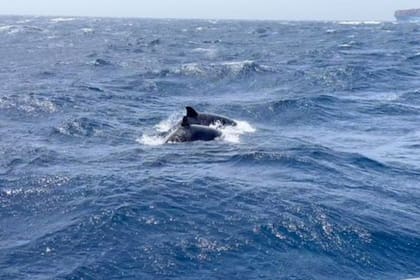 Las embarcaciones son atacadas frecuentemente (Foto Stephen Bidwell)