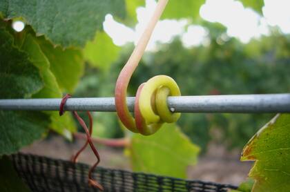 Las empresas cuentan con certificaciones orgánicas y de comercio justo