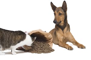 Las empresas de nutrición animal necesitan los microingredientes importados para elaborar sus productos