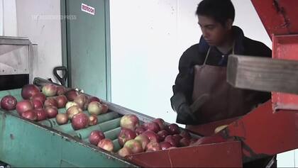 Las empresas productoras de manzanas en EE.UU. tienen la esperanza de que un stock genético pueda crear un árbol híbrido, resistente a los climas extremos