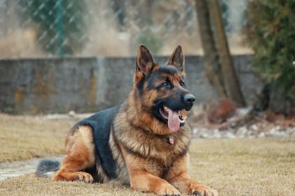 Las encías negras en un perro puede indicar que padece una enfermedad (Foto Pexels)