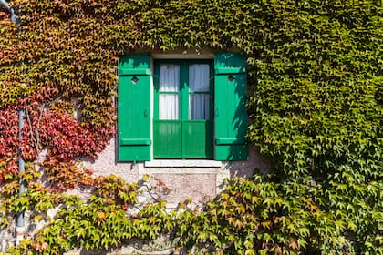 Las enredaderas que trepan por las paredes de la casa cambian de color en otoño.