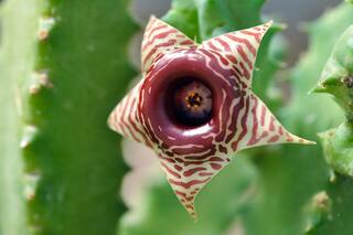 Conocé las plantas que desarrollaron estrategias de supervivencia, algunas muy crueles