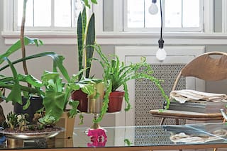 Plantas y mascotas. Ideas de diseño para las nuevas estrellas puertas adentro