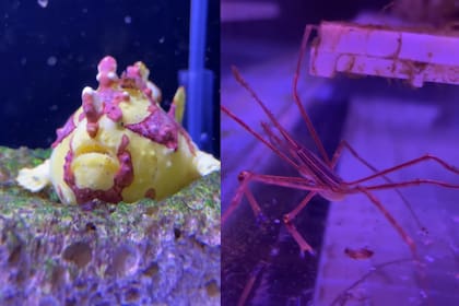 Las especies del acuario son poco conocidas por la gente (Foto: @bbk.a.m)