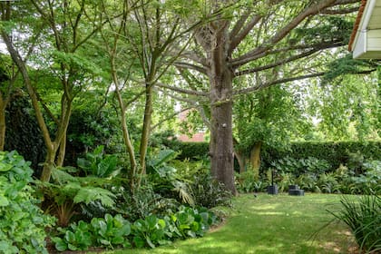 Las especies elegidas para este sector de sombra fueron: helechos
arbóreos, alocasias, Cyrtomium falcatum, clivias, philodendros.