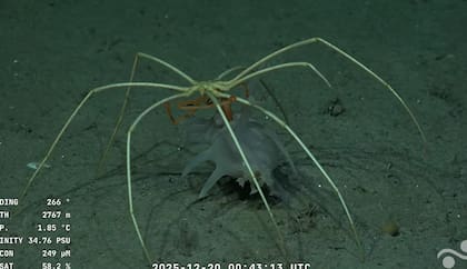 Las especies en la expedición del Conicet