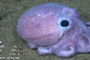 Furor por un nuevo streaming del Conicet que muestra las especies del fondo del mar