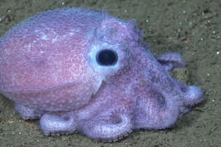 Estas son las especies del fondo del mar que muestra el nuevo streaming del Conicet