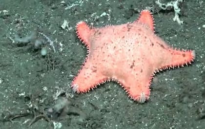 Las especies en la expedición del Conicet