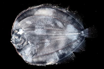 Las especies más raras de peces