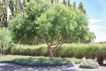 Las especies nativas, como Schinus molle, soportan mejor el estrés hídrico