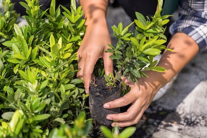 Las especies que se benefician del uso de posos de café son principalmente aquellas que prosperan en suelos ácidos, así como ciertas hortalizas y algunas plantas de interior