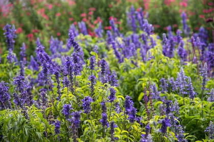 Las espigas azul lavanda de la Salvia farinacea son muy valoradas para borduras y macetas