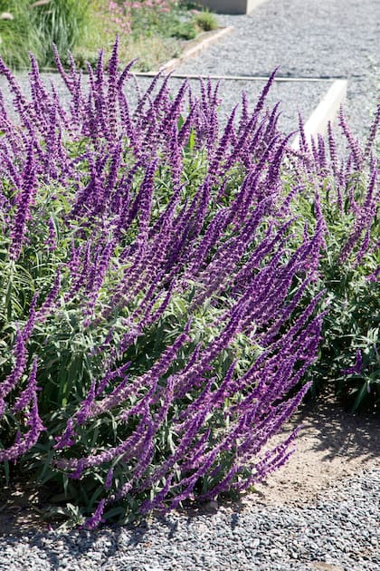 Las espigas de flores lila o violeta de la Salvia leucantha aparecen a fines del verano y duran hasta el otoño