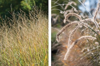 Las espigas de Panicum y Pennisetum capturan la luz baja de la tarde y parecen iluminar el jardín con cada movimiento del viento