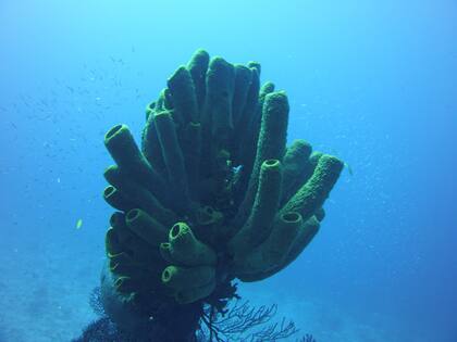 Las esponjas marinas tienen una peculiar habilidad que no deja de sorprender a los científicos (Foto: Unplash)