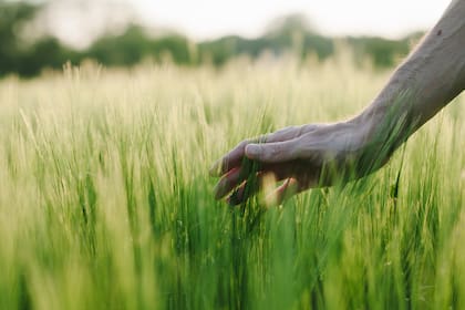 Las estadísticas revelan que sólo el 10% de la población mundial es zurda, mientras que la mayoría restante es diestra y alrededor del uno por ciento se cree que es ambidiestra, lo que significa que no tienen una mano dominante y pueden ser habilidosos con ambas