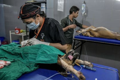 Las esterilizaciones caninas, como esta realizada en Goa Hicks International Training Center, ayudan a los programas de vacunación para controlar la población de perros