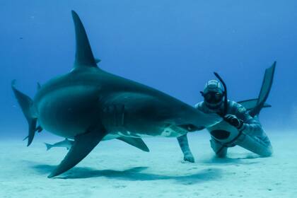 Las expediciones para el hallazgo del tiburón que se creía extinguido se realizaron en las aguas del Océano Índico, en la costa este de Sudáfrica