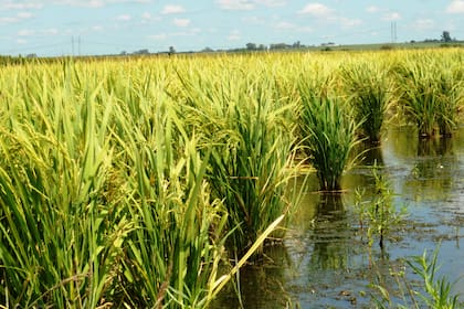 "El 75% de la producción de arroz de la Argentina se exporta, por lo que conocer su huella permite agregar valor ambiental y generar ventajas competitivas a los productos y sistemas de producción”, dijeron en el INTA