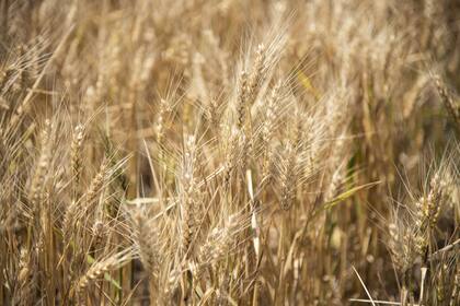 Las exportaciones de trigo podrían caer en más de US$525 millones
S
