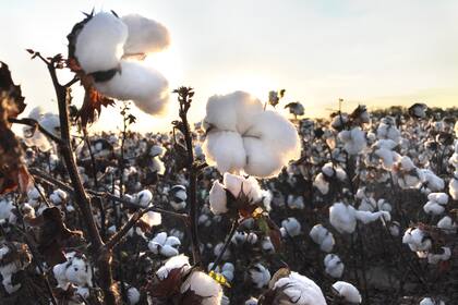 Las exportaciones del complejo algodonero representaron US$115 millones en lo que va de este 2024