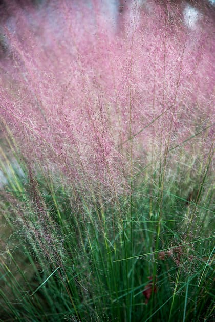 Las exteriores arqueadas de la Muhlenbergia capillaris dan a la mata un aspecto de fuente, con un color que va del violeta al verde plateado.
