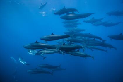 Las falsas ballenas asesinas viajan con una manada de delfines nariz de botella en la costa de la Isla Norte, Nueva Zelanda