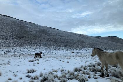 Las familias que viven en el campo todavía no lograron recuperarse de la pérdida del 70% del stock ganadero de la zona.