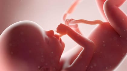 Las fases más vulnerables a los efectos de los obesógenos son las más tempranas de la vida: la etapa fetal y la primera infancia