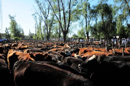 Las ferias que tengan remates de más de mil animales, deben tener a partir del 28 de diciembre pasado sus instalaciones adecuadas a la normativa del Senasa, de lo contrario no podrán operar