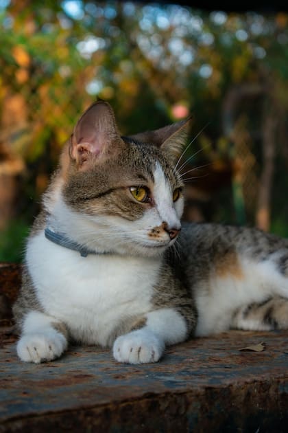 Las feromonas sintéticas, disponibles en difusores, aerosoles y collares, ayudan a generar un ambiente de calma para los gatos