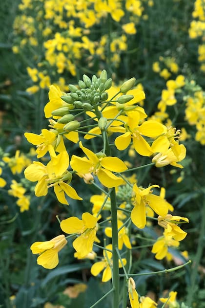 Las flores amarillas de la mostaza son muy llamativas y de ellas se obtienen los frutos para preparar el clásico aderezo.
