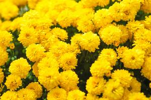 Por qué se regalan flores amarillas todos los 21 de marzo