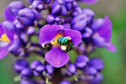 Las flores azul violeta del Dichorisandra thyrsiflora pueden durar varias semanas en la planta, aportando color intenso y elegancia a jardines húmedos y espacios de sombra.