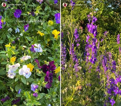 Las flores comestibles que Juliana Awada tiene en su jardín, fotografiadas para sus historias de Instagram