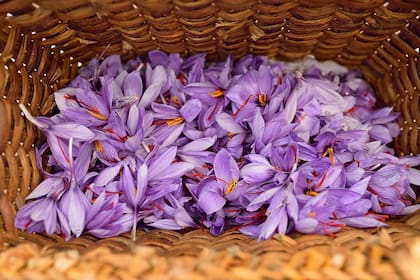 Las flores de azafrán se cosechan a mano.
