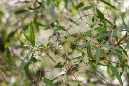 Las flores de Blepharocalyx salicifolius tienen un perfume sutil y atractivo para polinizadores y aves