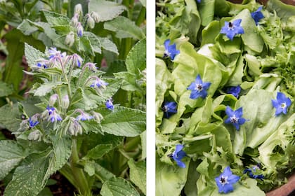 Las flores de borraja (foto de la izquierda) son conocidas por ser atractivas y se utilizan a menudo en la cocina como adorno en ensaladas, sopas y platos diversos. En la foto de la derecha aparecen las flores en ensaladas