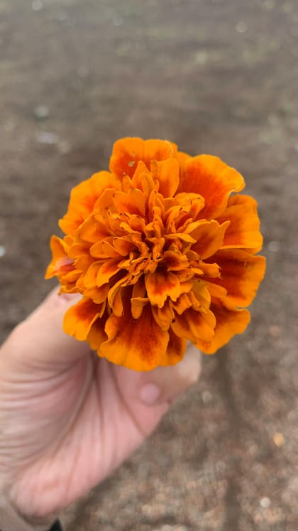 Las flores de cempasúchil son conocidas como Marigold en Estados Unidos (Pexels/Vanessa Pozos)