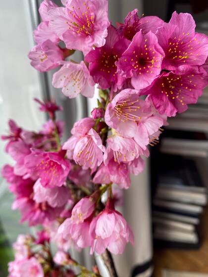 Las flores de cerezo en sus ramas son un espectáculo propiamente dicho.