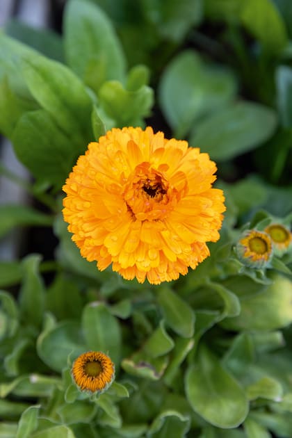 Las flores de la caléndula son antiinflamatorias, cicatrizantes, antisépticas y regeneradoras