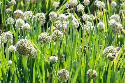 Las flores de la cebolla, allium cepa, emergen sobre tallos esbeltos y erguidos y son un verdadero festín visual