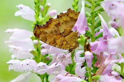 Las flores de la Physostegia virginiana, entre las favoritas de las mariposas