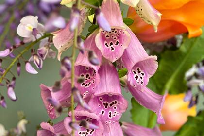 Las flores de las digitalis son como campanas que cuelgan del tallo.