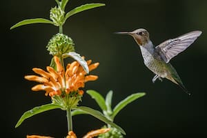 El secreto natural para atraer colibríes a tu jardín todos los días