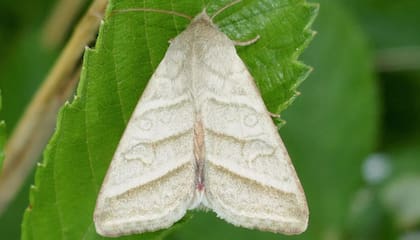 Las flores de los cactus atraen a polinizadores nocturnos como murciélagos y polillas y cevitan la competencia con polinizadores diurnos