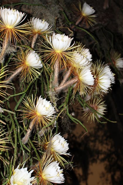 Las flores de Selenicereus grandiflorus pueden alcanzar hasta 30 cm de diámetro, con pétalos alargados y delicados